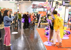 Pericallis POP series.